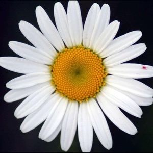 Meet your Posher, Gail